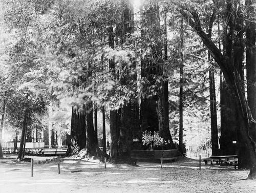 Three Sisters group of trees in Big Trees Park