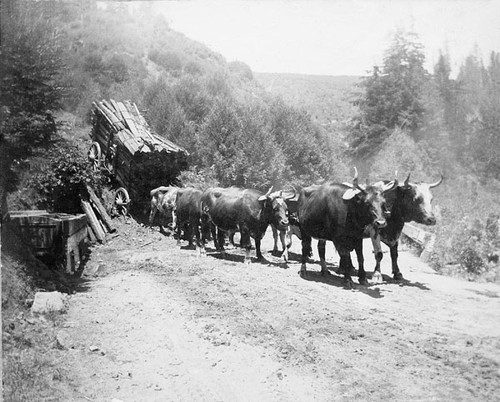 Ox team pulling a wagon load of lumber in the Santa Cruz Mountains