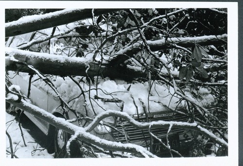 Austin America Crushed by Tree in Zayante