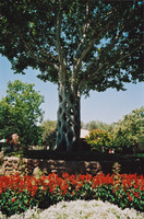 Basket Tree at Bonfante Gardens