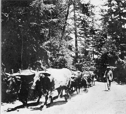 Ox teams hauling lumber