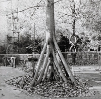 Tree Circus Upside Down Tree