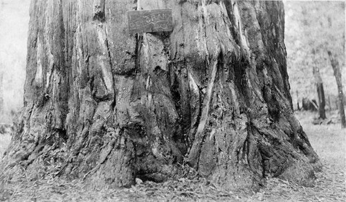 "General Grant" tree at Henry Cowell Redwoods State Park