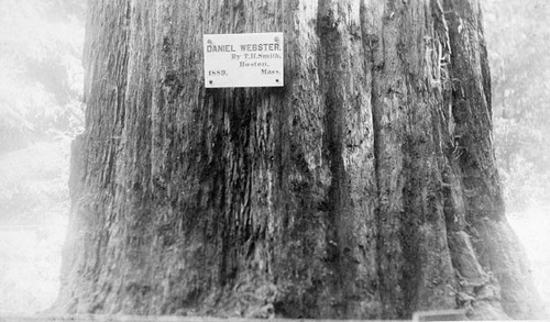 "Daniel Webster" tree at Henry Cowell Redwoods State Park