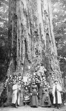 Group in front of giant redwood tree in Big Tree Grove