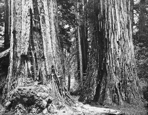 Redwood trees in California Redwood Park