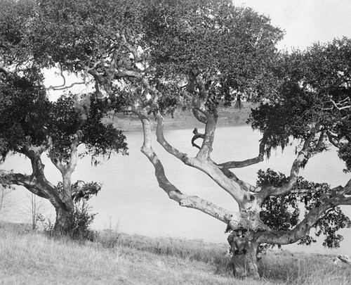 Oak tree at Woods Lagoon