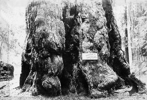 "General Sherman" tree at Big Trees Park