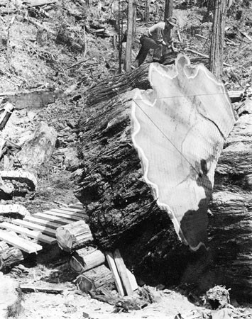 A man on the top of a giant log