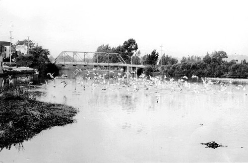 Cut Bias Bridge over the San Lorenzo River