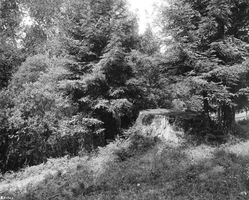 A view along Blackburn Gulch