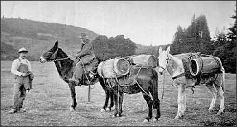 Pack mules, used as lime carriers on the Henry Cowell Ranch