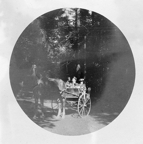 Three women in a horse and buggy at Santa Cruz County Big Trees Park