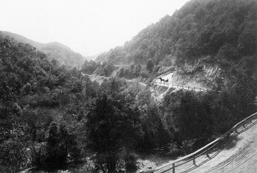 Horse and buggy on a road in the Santa Cruz Mountains