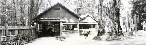 Park Studio, Big Trees