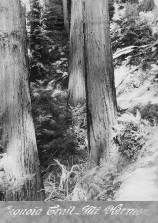 Sequoia Trail in Mount Hermon