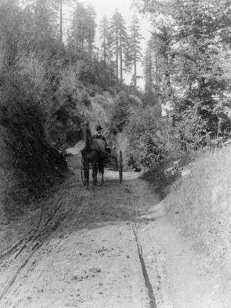 Horse and buggy on a Santa Cruz County road