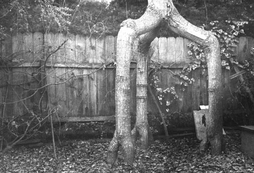 Tree that was part of the original Tree Circus