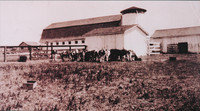 Live Oak Dairy with Cows