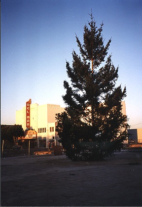 Christmas tree on a vacant lot near the Del Mar Theatre