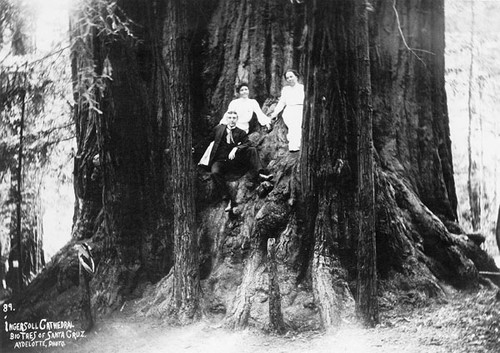 Ingersoll Cathedral, Big Trees of Santa Cruz