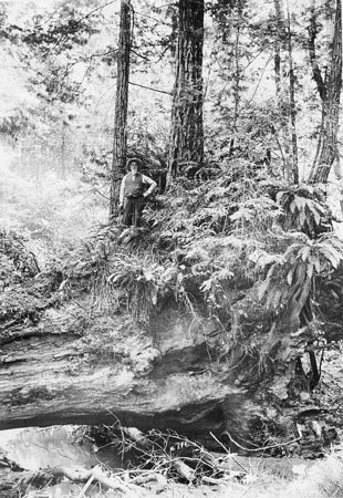 Man standing among trees in Henry Cowell Redwoods State Park