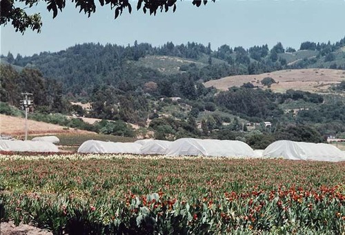 Commercial Nursery , Casserly Road