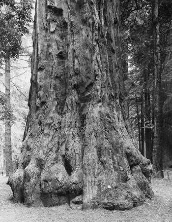 Chieftain tree in California Redwood Park