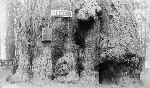 "Giant" tree at Henry Cowell Redwoods State Park