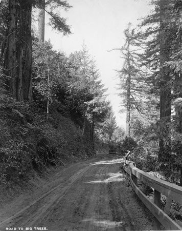 The road to Big Trees Park