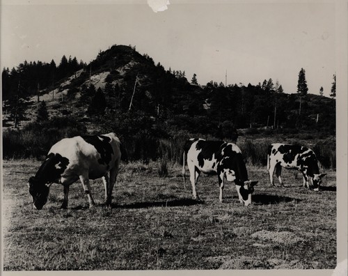 Locke/Graham Dairy, Mt. Baldy