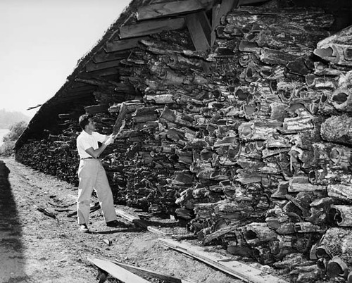 Norman Lezin inspects tanoak bark