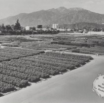 Monrovia Nursery