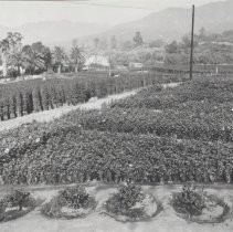 Monrovia Nursery