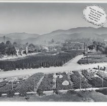 Monrovia Nursery