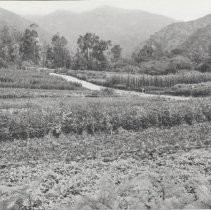 Monrovia Nursery