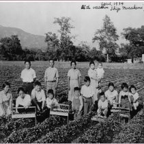 Tsuneishi on strawberry farm