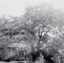 Large Oak Tree