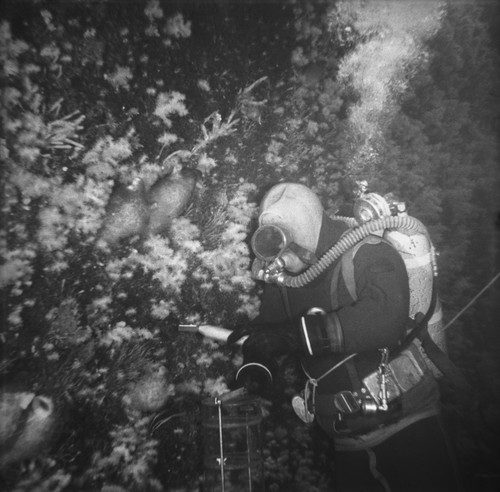 Alexander F. Pushkin collecting benthic animals on vertical wall