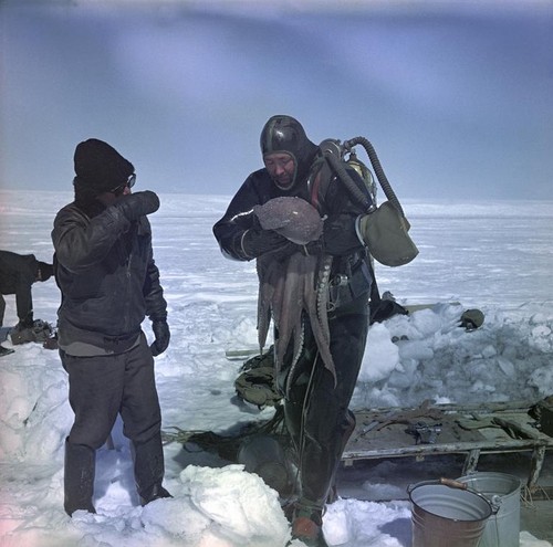 Eugene N. Gruzov (left) and Alexander F. Pushkin (right) with octopus collected by Pushkin