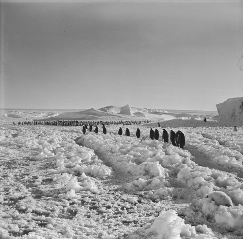 Emperor penguins on the way to the breeding colony