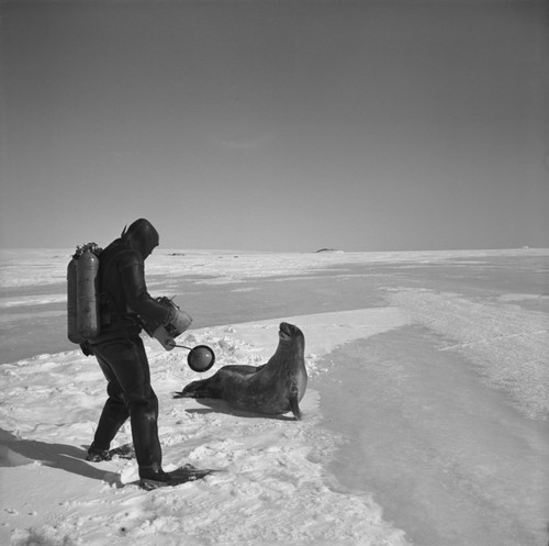 Mikhail V. Propp and Weddell seal