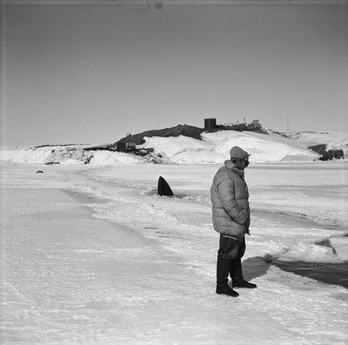 Mikhail V. Propp and minke whale in the ice crack just under the ice cliff