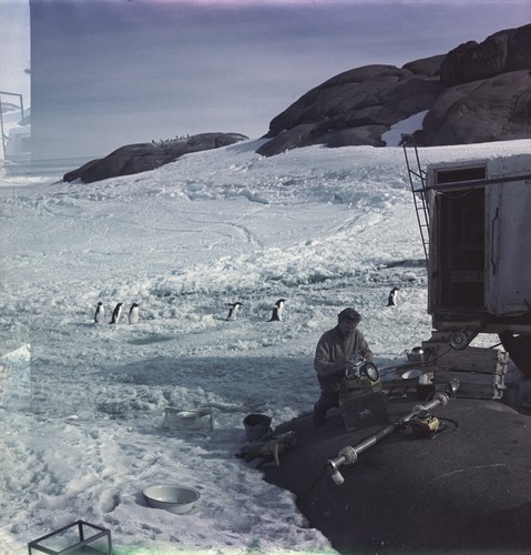 Mikhail V. Propp working with underwater cameras and flashes, with Adelie penguins