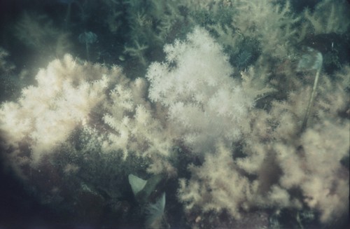 Soft corals and polychaete worms on vertical rocky wall