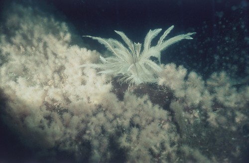 Crinoids on rocky bottom