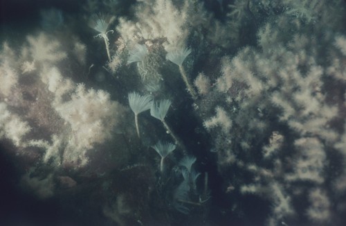 Soft corals and polychaete worms on vertical rocky wall