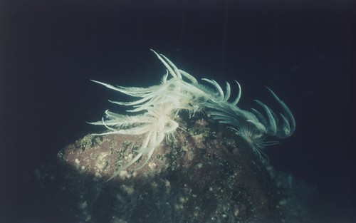 Crinoids (probably Promachocrinus kerguelensis) on rocky bottom