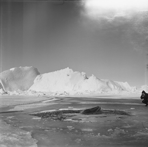 Alexander F. Pushkin taking photographs of a minke whale