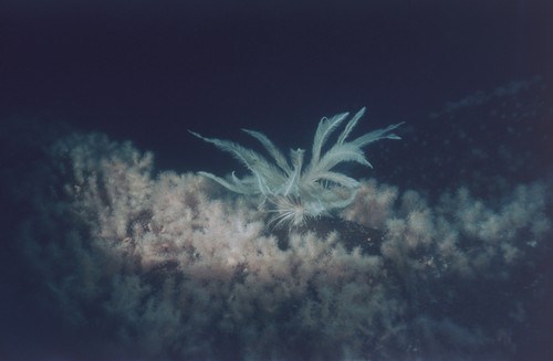 Crinoids (probably Promachocrinus kerguelensis) on rocky bottom